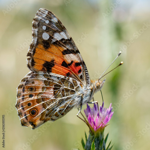 Fotografía Painted lady butterfly on a flower
