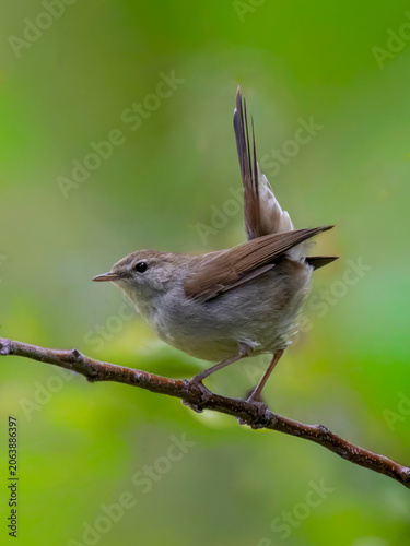 Photography cetti's warbler