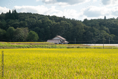Traditional Japanese rural landscape with rice fields and a house