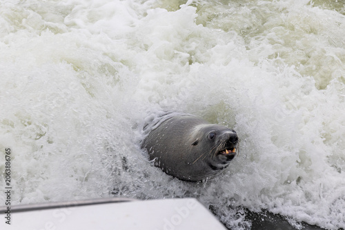 Quadro su tela Sea lion surfacing through churning white surf