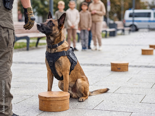 Obraz na płótnie Police K9 unit Belgian Malinois dog in 'POLICE K-9' harness during a public detection exercise with wooden boxes