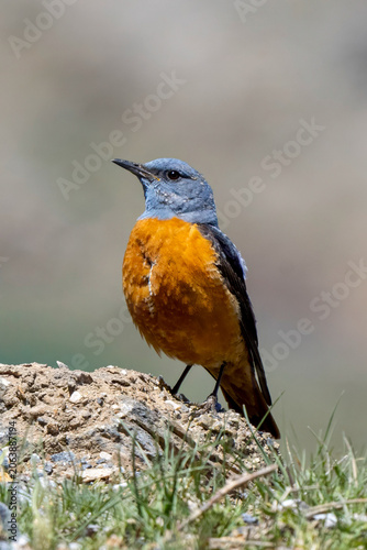 common rock thrush