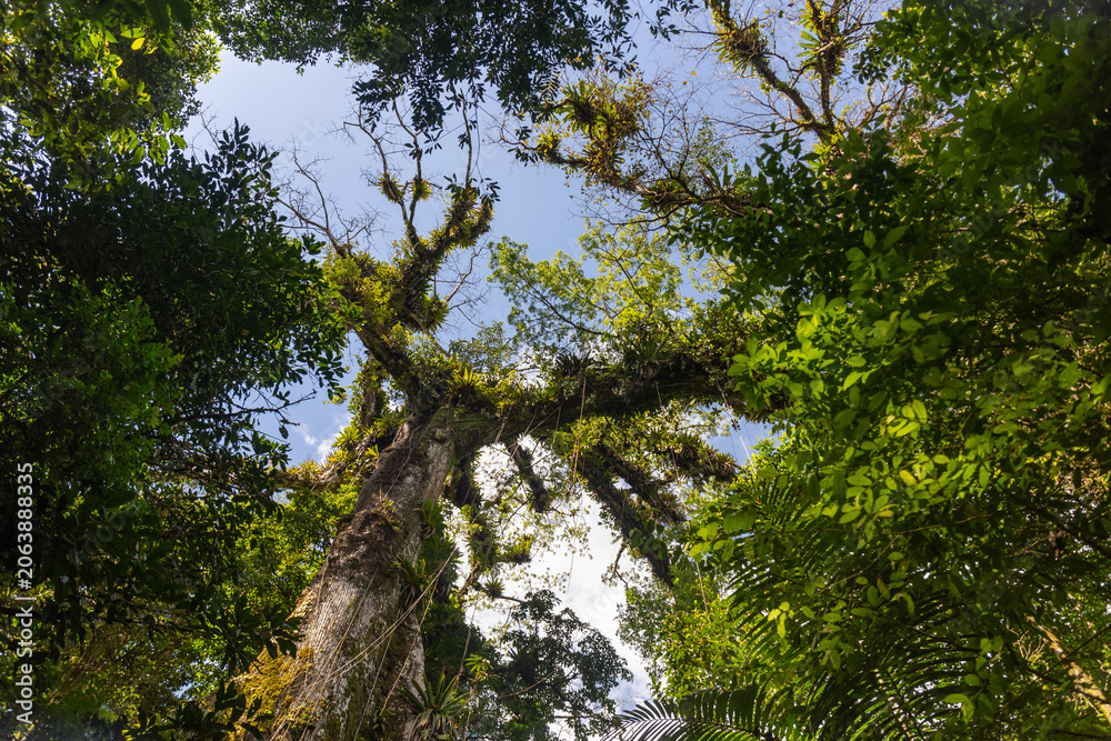 Fototapeta premium Looking up at towering rainforest tree canopy and blue sky