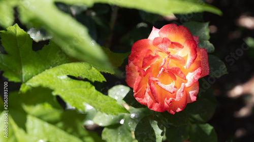 Close-up of a red and yellow rose amidst green leaves