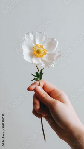 Hand holding a delicate white flower against a clean background