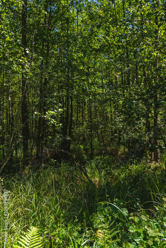 Canvas-taulu landscape of a densely overgrown riparian forest in summer