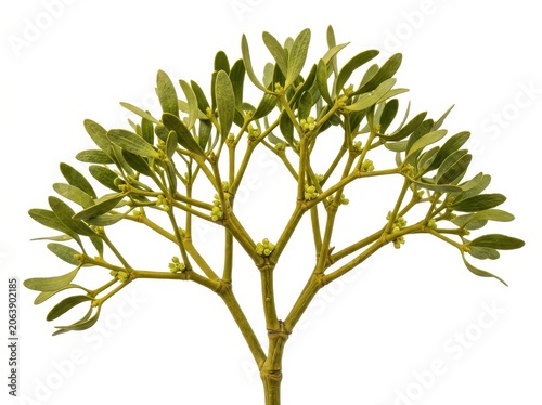 Mistletoe branch with green leaves and small berries isolated on white background
