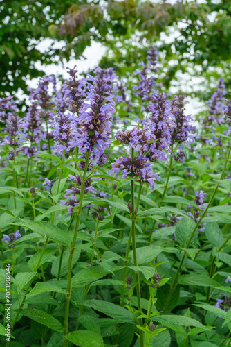 Nepeta kubanica Großblütige Katzenminze, Kaukasische Katenminze in Vollblüte