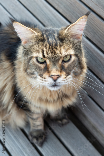 Porträt eines alten Maine Coon Kater