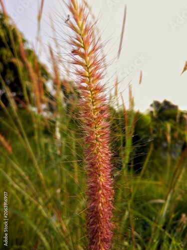 Close up of red fountain grass flower with pink bristles in green field  