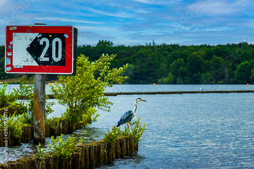 Φωτογραφία Graureiher am Berliner Müggelsee.