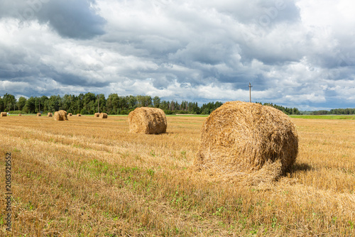 Twisted bales of straw lie in a field. A gloomy cloudy sky.