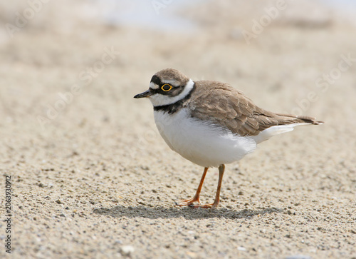 A detailed, side-profile macro shot of a male Little Ringed Plover (Charadrius dubius) standing alerts on a dry, sandy shore during its breeding ritual.