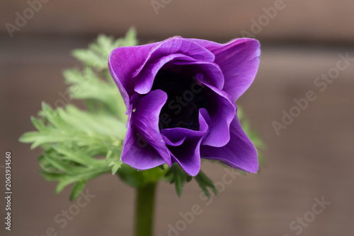 Close-Up of Vibrant Purple Anemone Flower Bloom