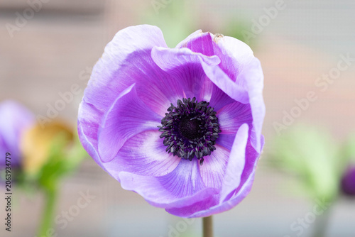 Close-Up of Vibrant Purple Anemone Flower Bloom