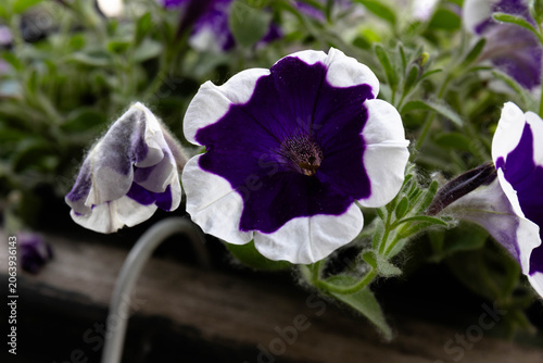 Purple and White Petunia Bloom in Garden Planter