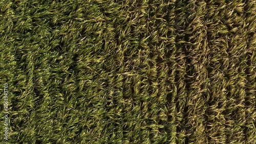 Mature Grain Field – Low Top Down Forward Telephoto Flight Over Grain Heads