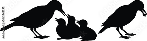 Obraz na plátne Bird family silhouette set with mother feeding hungry chicks in nest isolated on