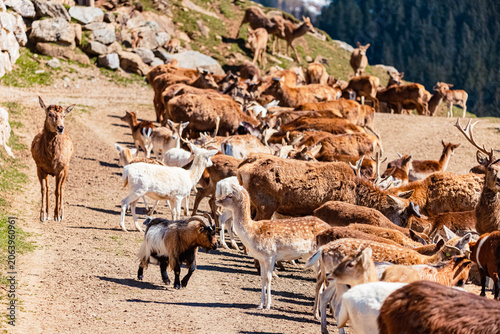 Φωτογραφία Alpine spring view with a big mixed ungulate herd at Aurach near Kitzbuehel, Tyr
