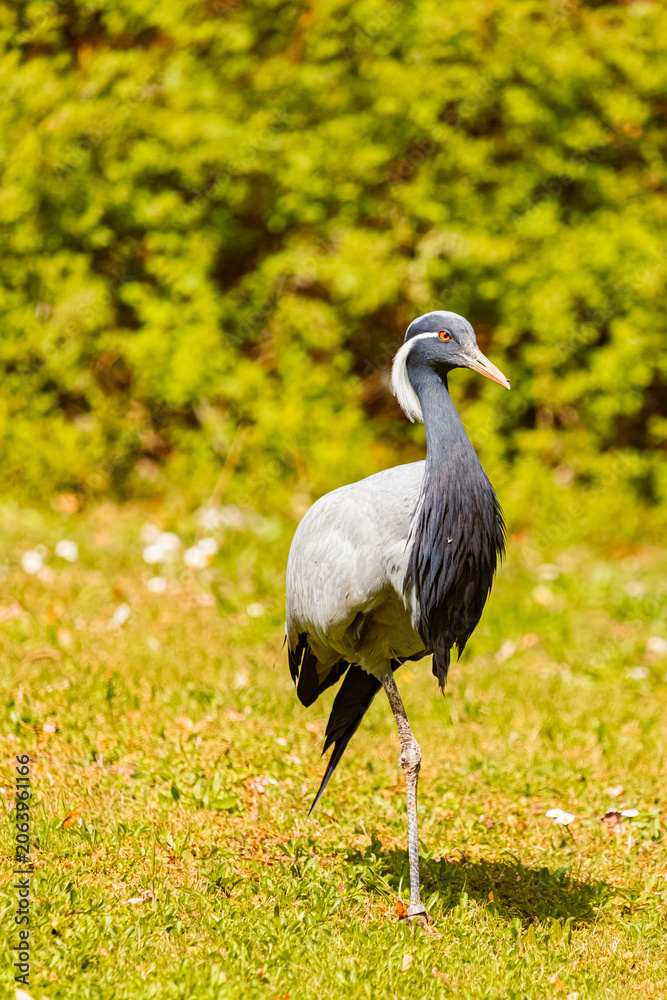 Obraz premium Anthropoides virgo, demoiselle crane, on a sunny spring day