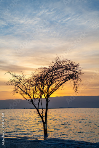 Fotografie Lone tree on the shore of the Dead Sea with the sun rising over the Jordanean mountains