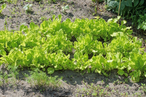 row of green lettuce plants growing on grey soil in summer vegetable garden