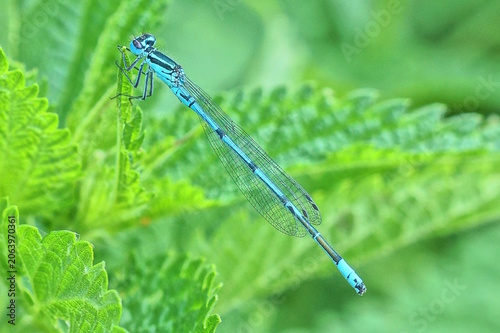 one small blue dragonfly sits on a large green leaf of a plant in summer nature