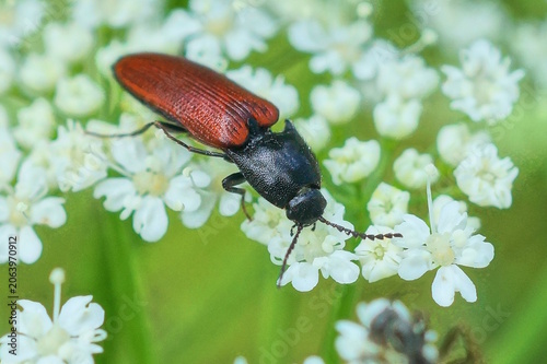 one red black beetle on a white flower in summer nature on a sunny day