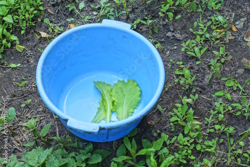 fresh green lettuce leaves lie in a large plastic blue bowl stands on the gray earth in the summer garden