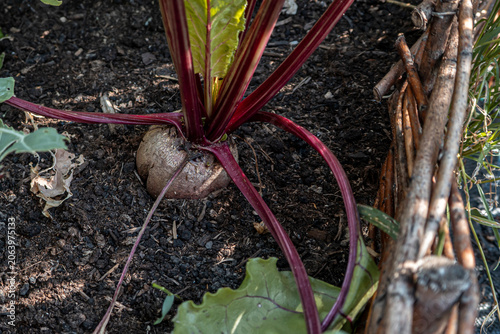 Junge Rote Bete Knolle im Garten
