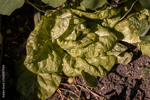 Frischer Kopfsalat im Hausgarten bereit, um zu ernten.