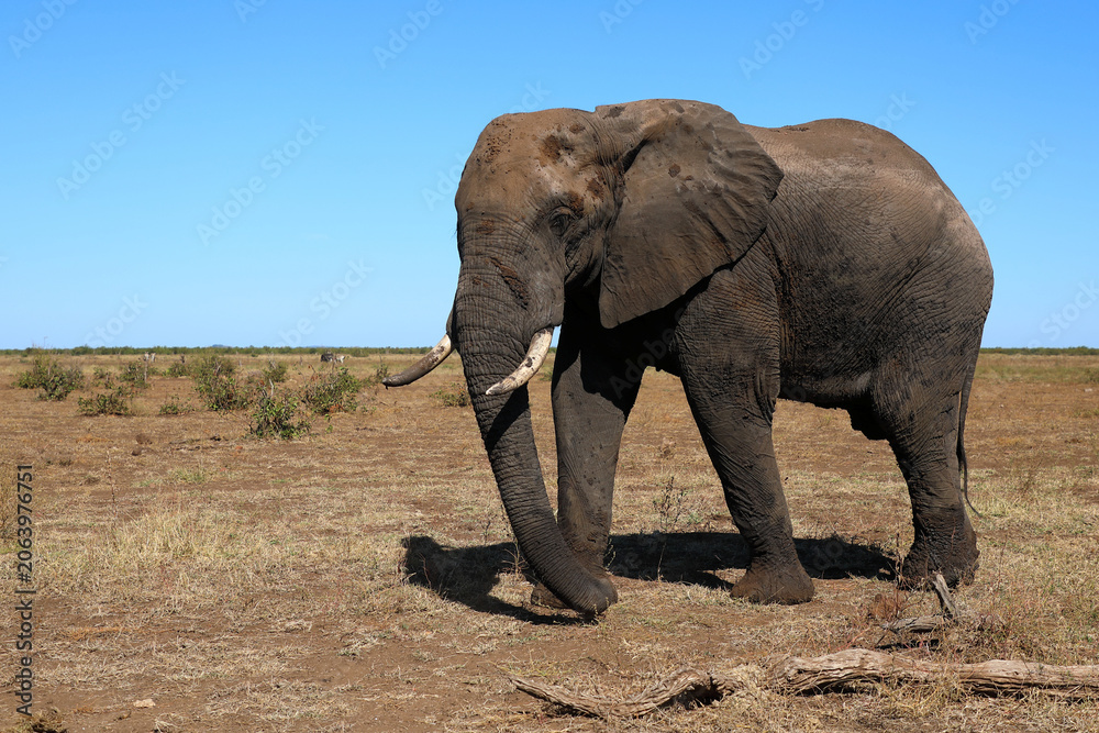 Fototapeta premium Afrikanischer Elefant / African elephant / Loxodonta africana