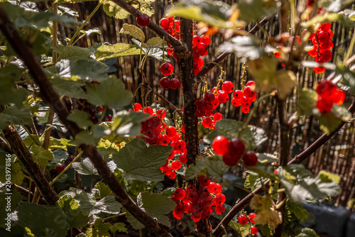 Rote Johannisbeeren am Strauch im Sonnenlicht