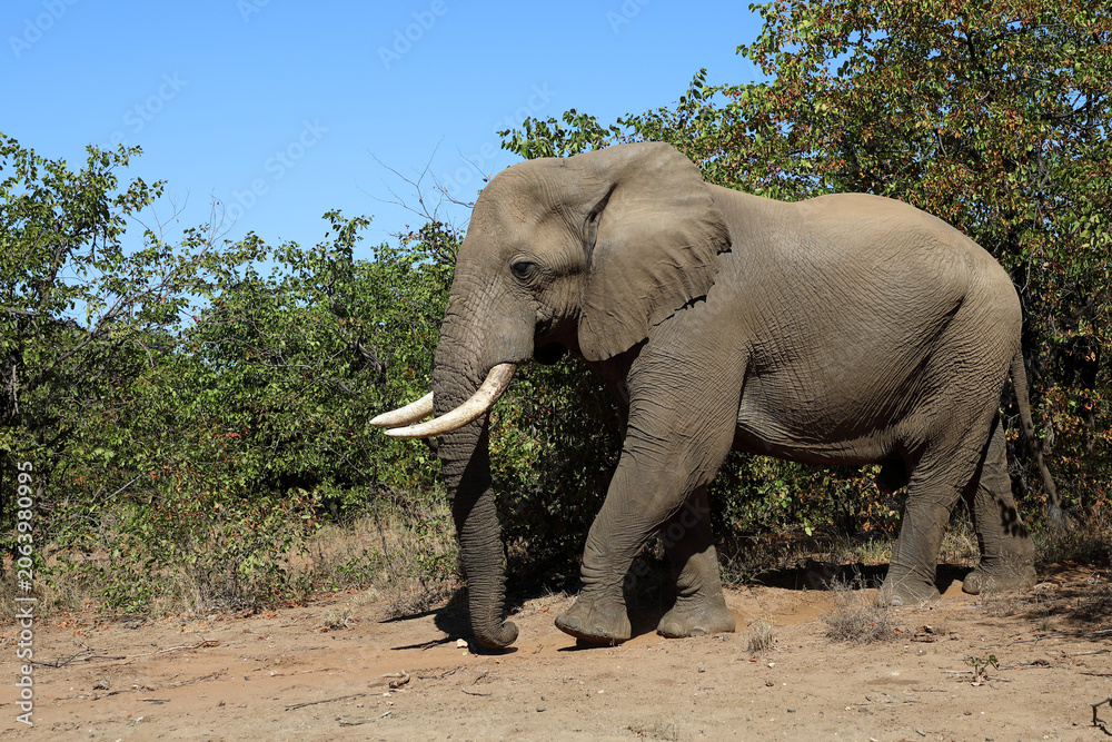 Fototapeta premium Afrikanischer Elefant / African elephant / Loxodonta africana