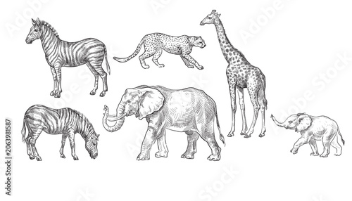 savannah animals, vector illustration, set.