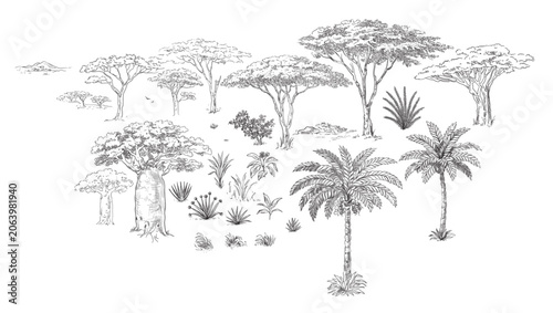 savanna plants, vector illustration, set.