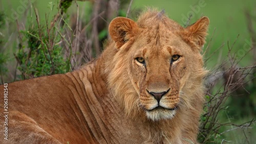 lioness, predator, feline, savannah, MasaiMara, Kenya, Africa, wildlife, nature, mammal, carnivore, majestic, intense, portrait, gaze, closeup, safari, grassland, bigcat, wilderness, golden, eyes, hun