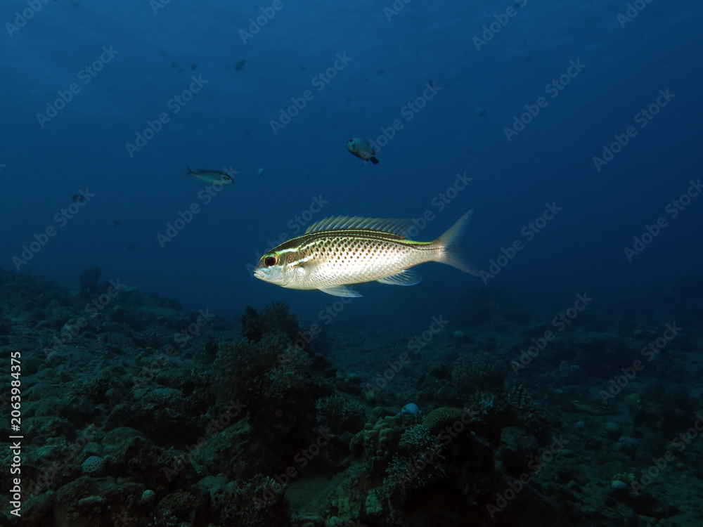 Fototapeta premium Arabian monocle bream (Scolopsis ghanam)