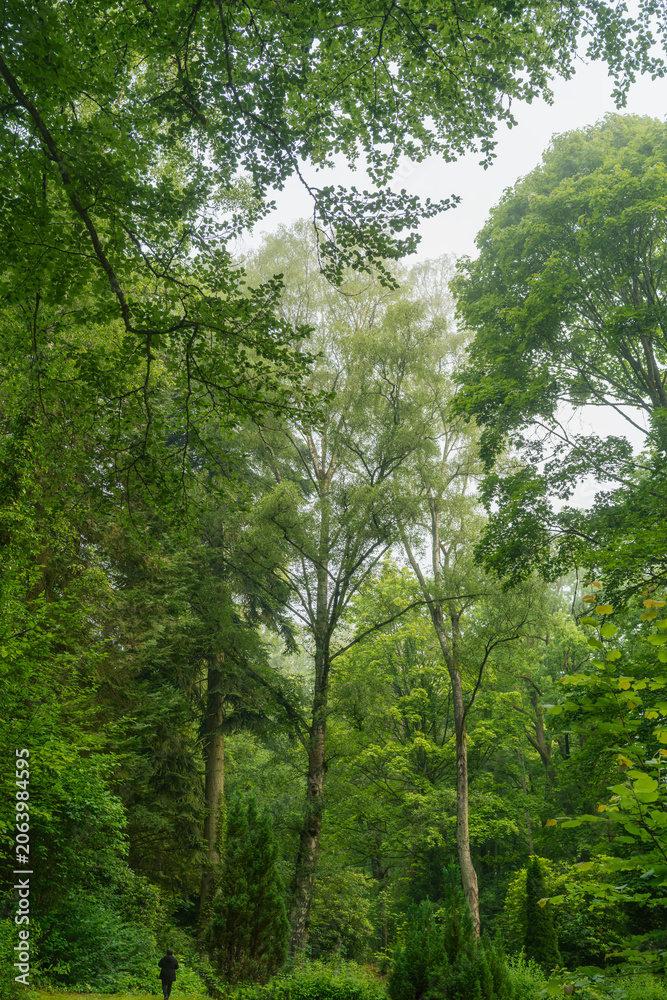 Fototapeta premium Frisches sattes grün an den Bäumen im Park und Wald im Juni bei Nebel und Dunst