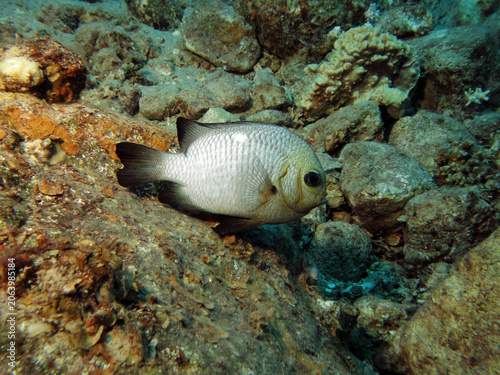 A Three-spot dascyllus Dascyllus trimaculatus preparing a nest 