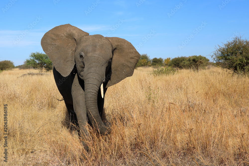 Obraz premium Afrikanischer Elefant / African elephant / Loxodonta africana