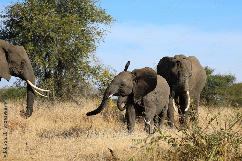 Fototapeta premium Afrikanischer Elefant / African elephant / Loxodonta africana