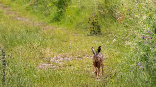 Hare running straight towards the camera, on a hiking trail 