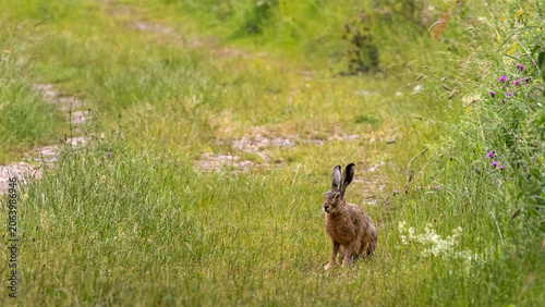 Hare sitting on a hiking trail looking towards the camera