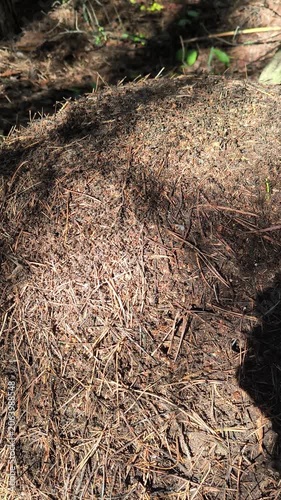 .  ants in an anthill