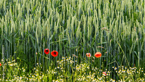 Field of blue-green rye with unripe ears, with a border of wildflowers, including red poppies 