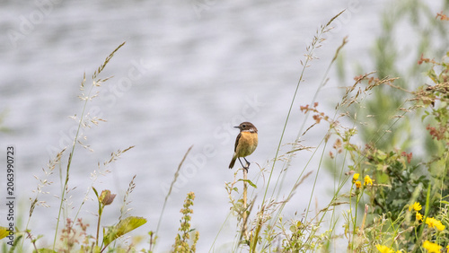 Female European stonechat (Saxixola rubicola) in flowering pond bank vegetation in summer