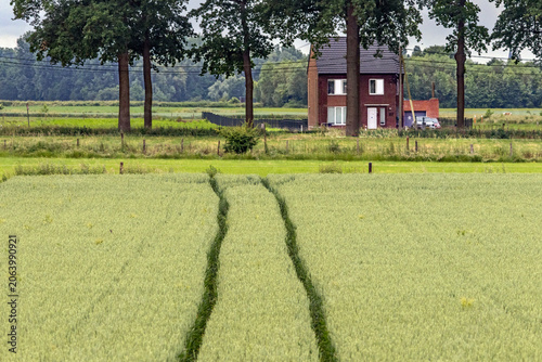 Field of blue-green rye with tractor trails leading towards a treelined road with house, in Belgian Limburg