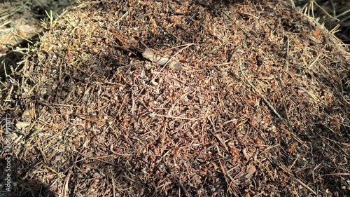dry grass background