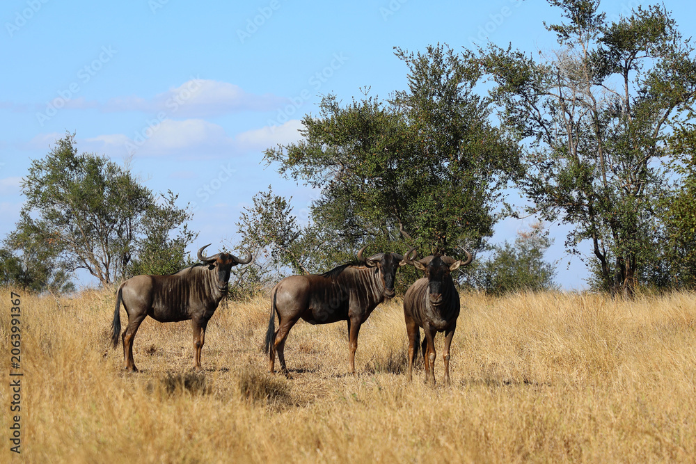 Fototapeta premium Streifengnu / Blue wildebeest / Connochaetes taurinus